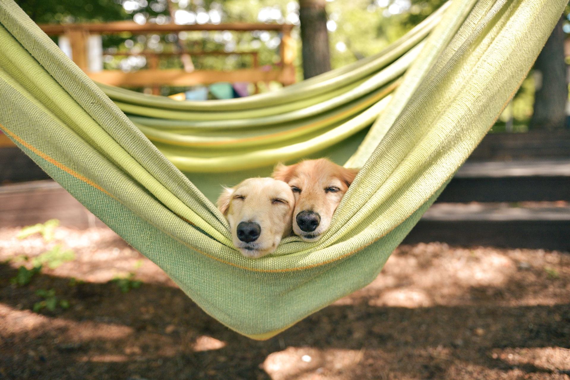 camping platin redoute pets welcome